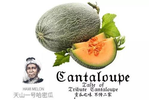 娱乐吃瓜项目推荐,那些你不知道的幕后吃瓜故事